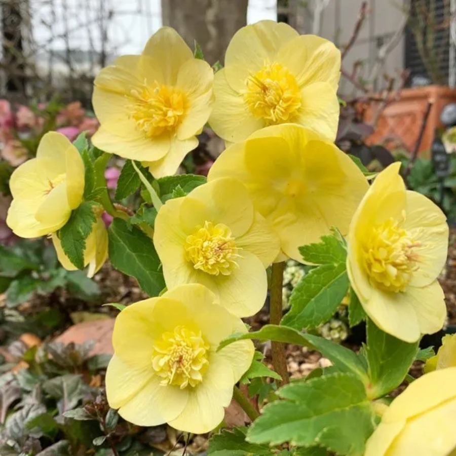 Морозник Анемон Супер Еллоу Морозник Анемон Супер Еллоу - Dolina-Sad.Ru