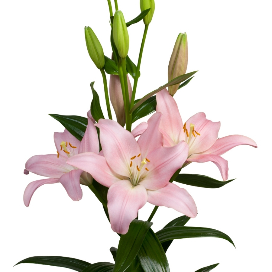 Лилия Лексингтон Лилия Лексингтон - Dolina-Sad.Ru