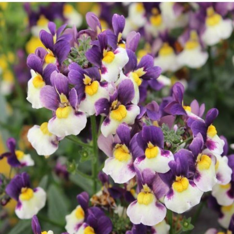 Немезия Марето Блю-Крем - Dolina-Sad.Ru