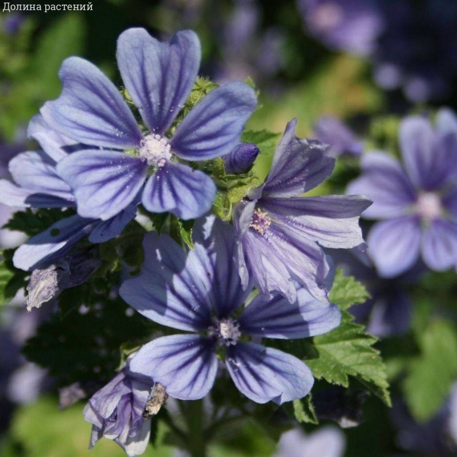 Шток-роза лесная Примли Блю - Dolina-Sad.Ru