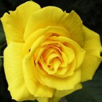 Роза СтарЛайт - Dolina-Sad.Ru