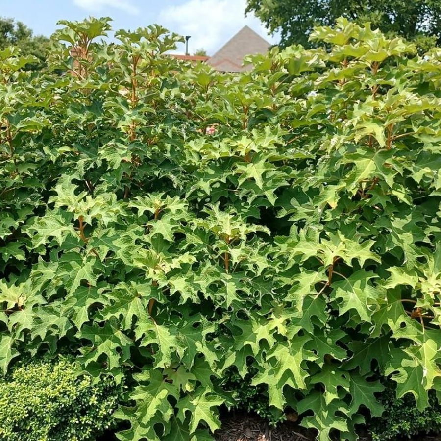 Гортензия дуболистная Айс Кристал, С2 - Dolina-Sad.Ru