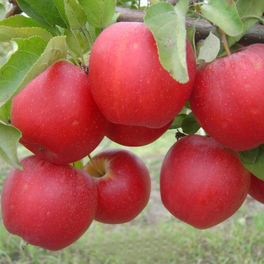 Яблоня Гала - Dolina-Sad.Ru