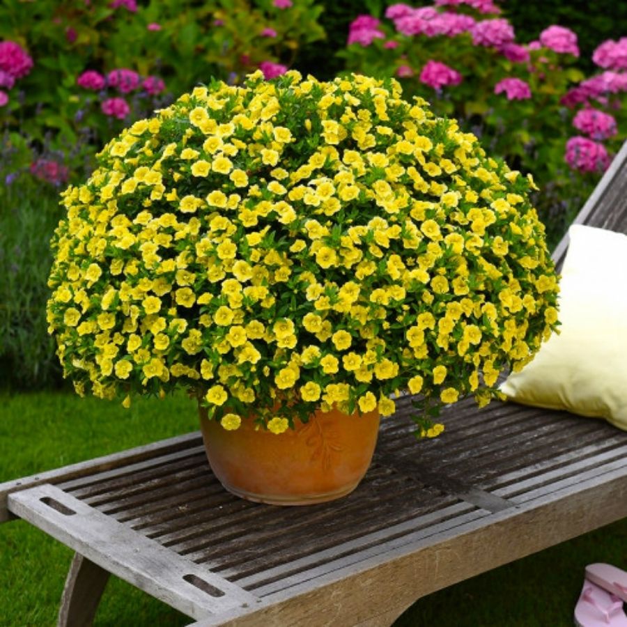 Калибрахоа Алоха Дабл Китрик - Dolina-Sad.Ru