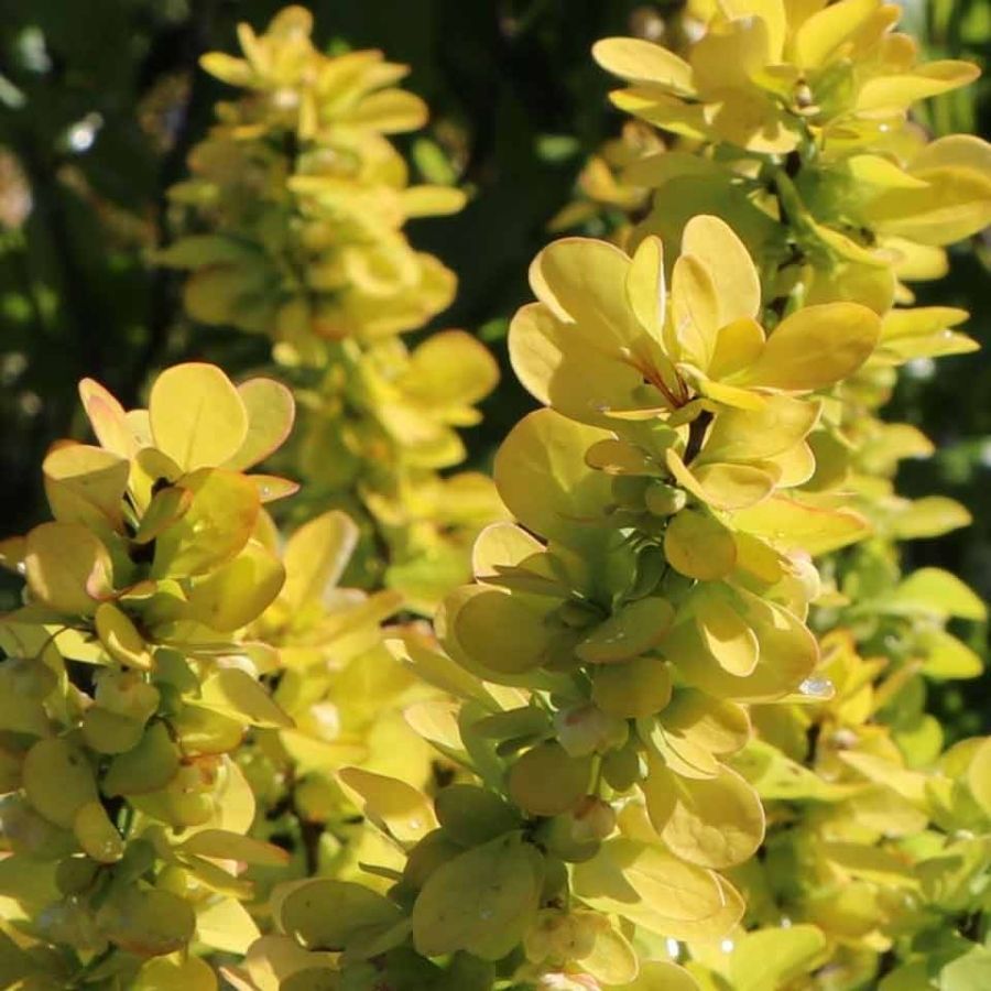 Барбарис Тунберга Ауреа, С3 Барбарис Тунберга Ауреа, С3 - Dolina-Sad.Ru