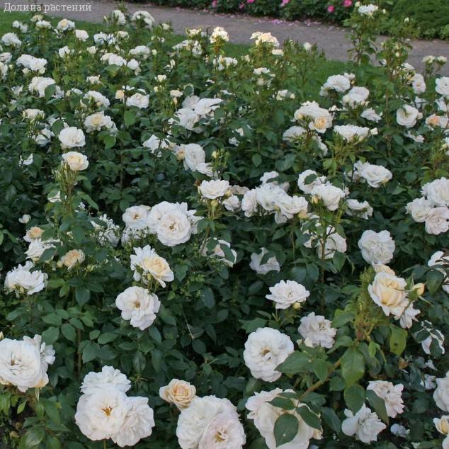 Роза Космос в горшке - Dolina-Sad.Ru