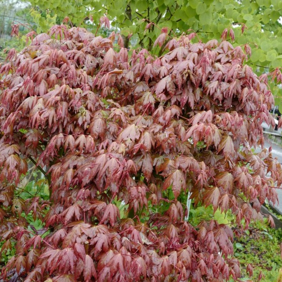 Клен пальмолистный Браун Шугар Клен пальмолистный Браун Шугар - Dolina-Sad.Ru