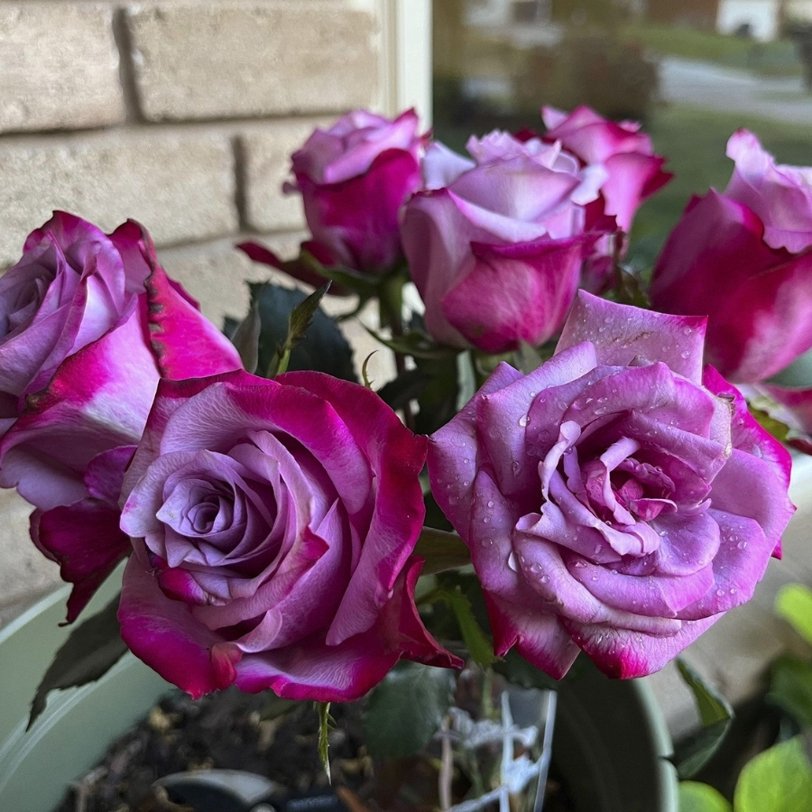 Роза Парадайз в горшке Роза Парадайз в горшке - Dolina-Sad.Ru