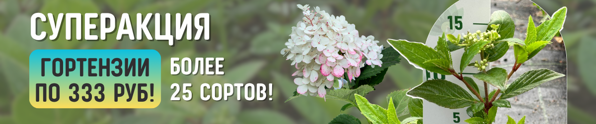 гортензии акция