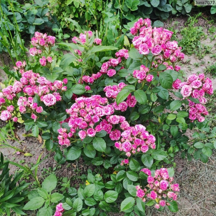 Роза Флешинг в горшке - Dolina-Sad.Ru