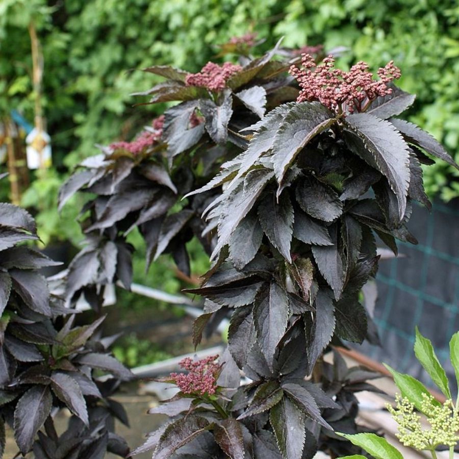 Бузина черная Блек Тауэр, С3 Бузина черная Блек Тауэр, С3 - Dolina-Sad.Ru