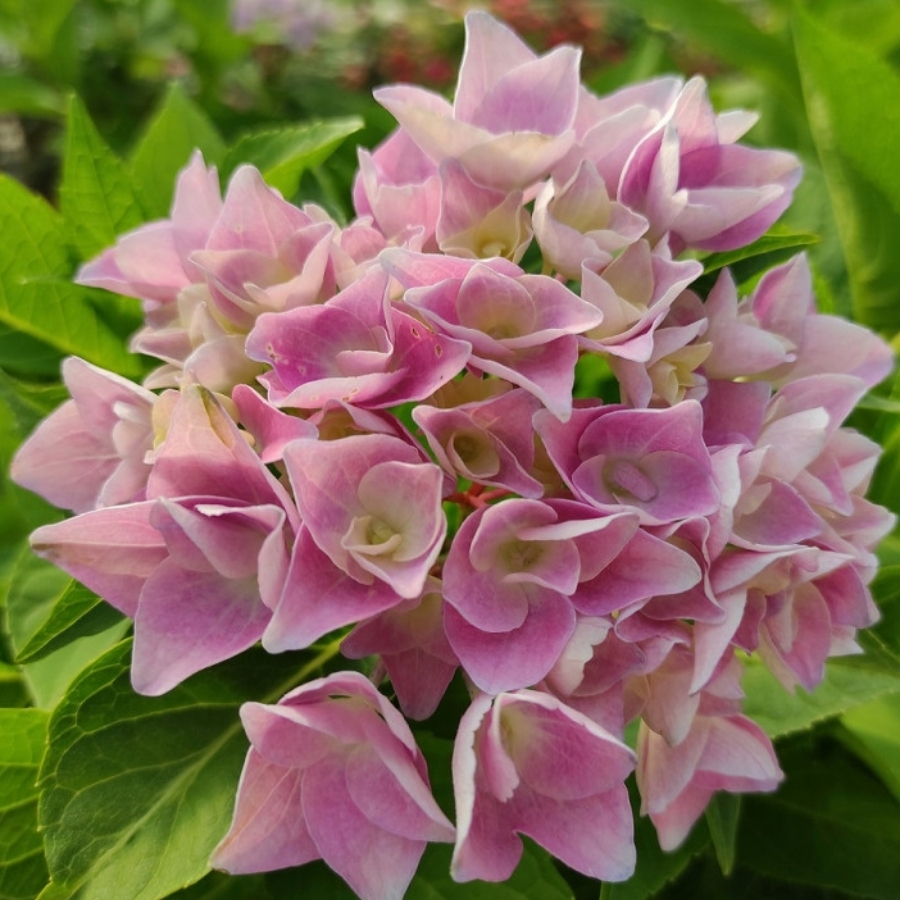 Гортензия крупнолистная Анконг Гортензия крупнолистная Анконг - Dolina-Sad.Ru