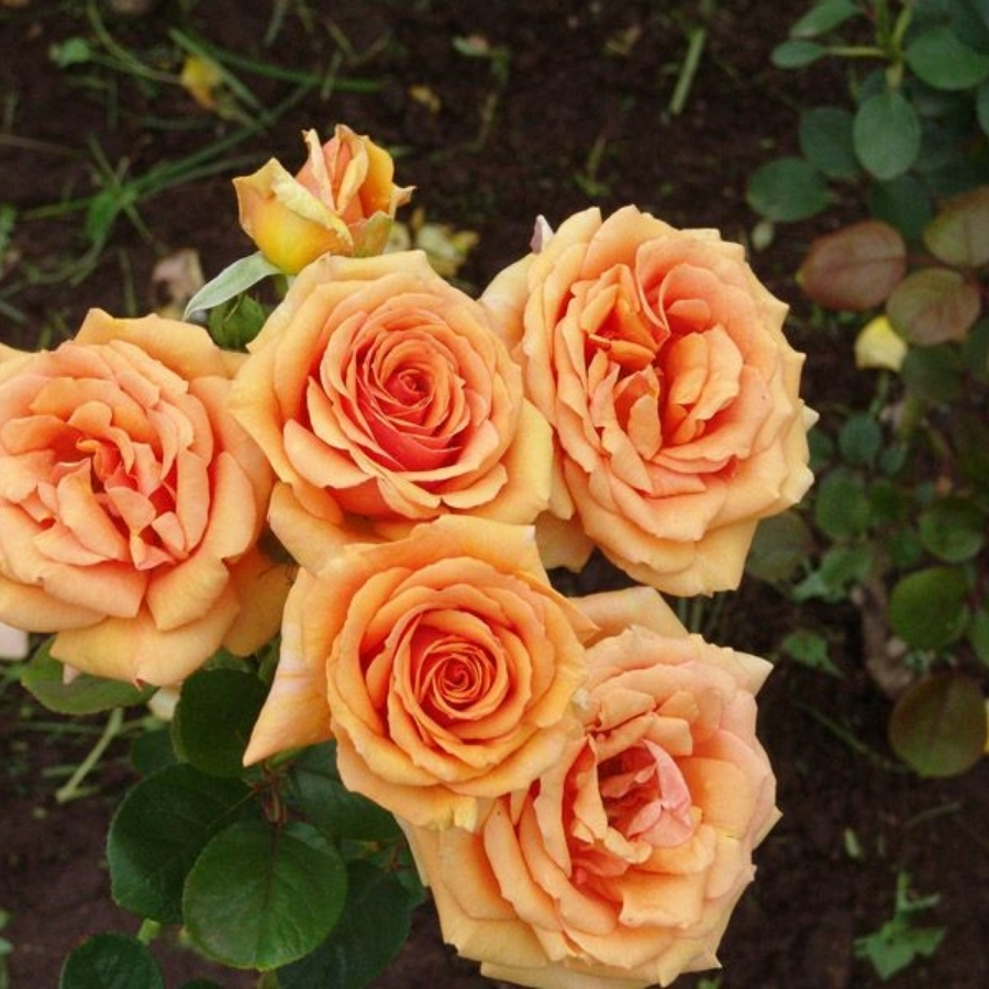 Роза Кингс Дей в горшке Роза Кингс Дей в горшке - Dolina-Sad.Ru