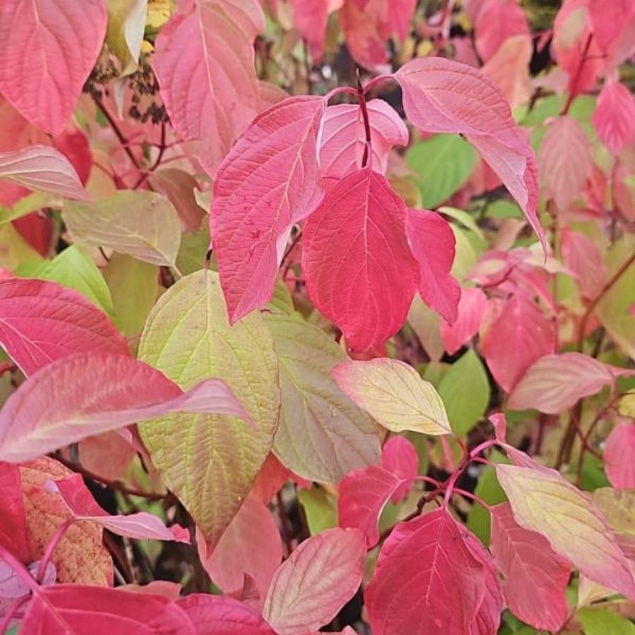 Дерен белый Неон Берст, С3 - Dolina-Sad.Ru