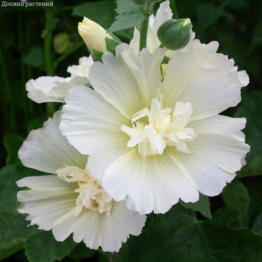 Шток-роза белая - Dolina-Sad.Ru