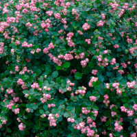 Снежноягодник доренбоза Мэджик Берри Снежноягодник доренбоза Мэджик Берри фото