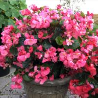 Бегония Викинг розовая на изумрудном F1, гранул. пробирка Бегония Викинг розовая на изумрудном F1, гранул. пробирка - Dolina-Sad.Ru