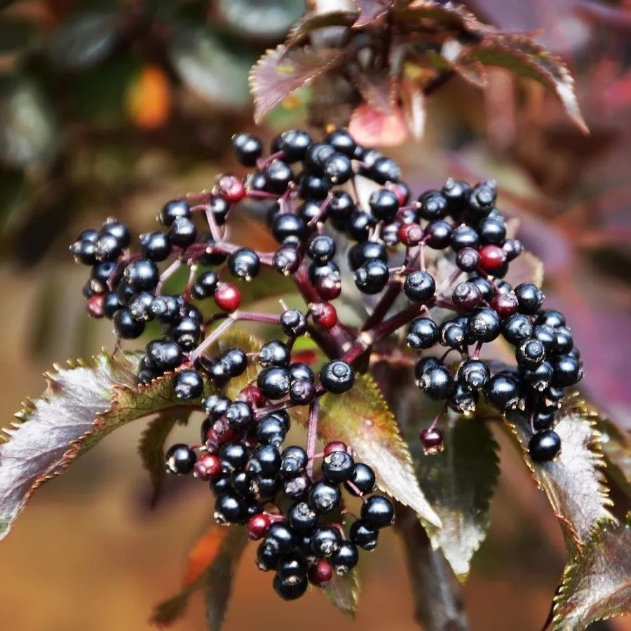 Бузина черная Блек Тауэр, С3 Бузина черная Блек Тауэр, С3 - Dolina-Sad.Ru