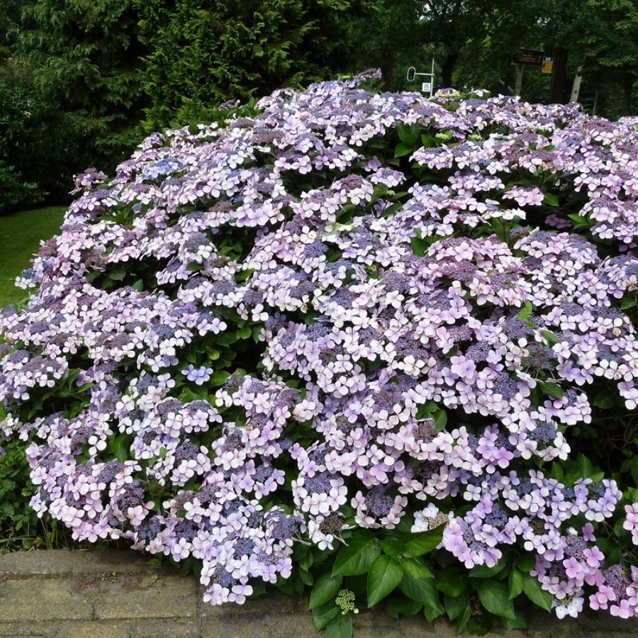 Гортензия Мариеси Перфекта, С2 Гортензия Мариеси Перфекта, С2 - Dolina-Sad.Ru