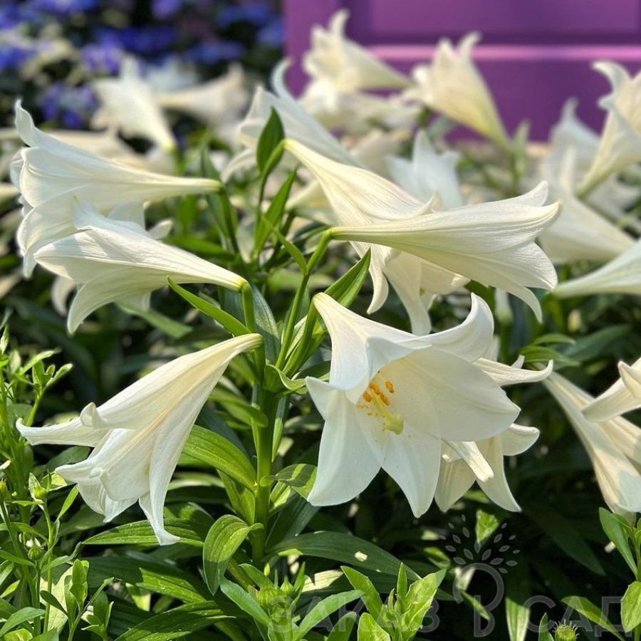 Лилия Миракл Лилия Миракл - Dolina-Sad.Ru