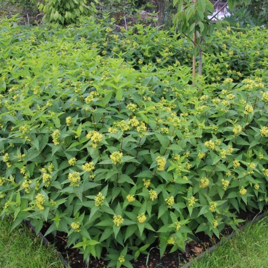 Диервилла сидячелистная Баттерфляй, С3 - Dolina-Sad.Ru