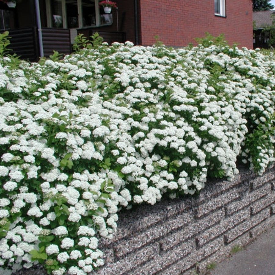 Спирея стелющаяся, С3 Спирея стелющаяся, С3 - Dolina-Sad.Ru