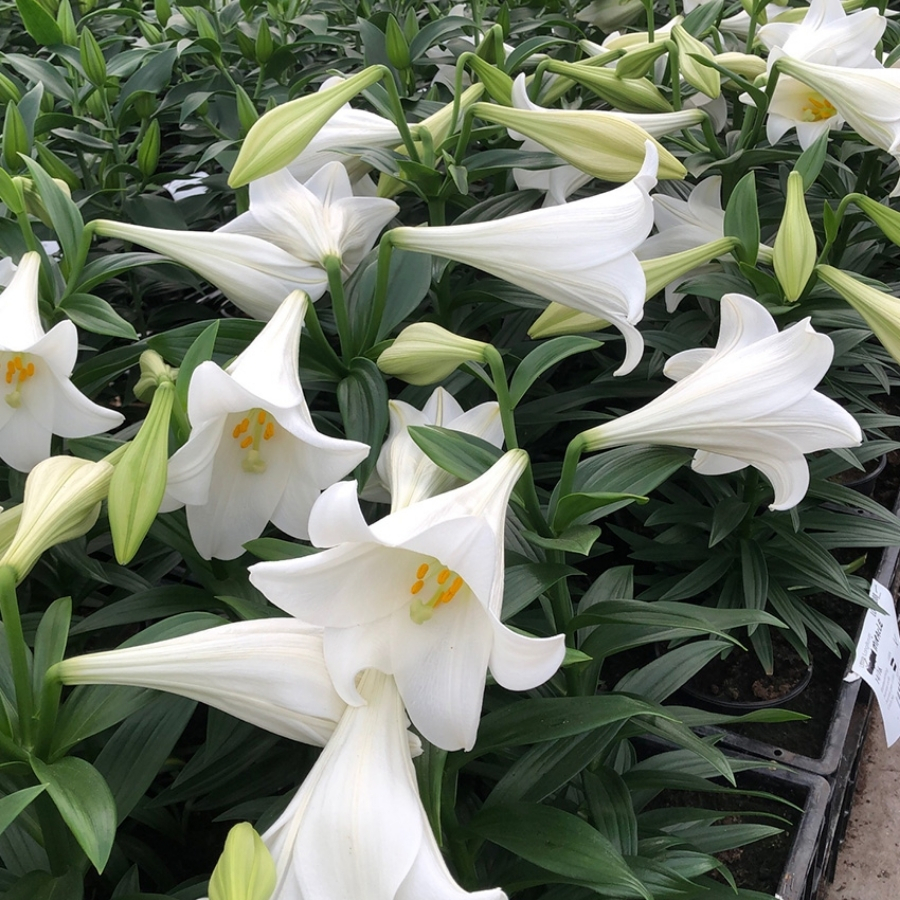 Лилия Миракл Лилия Миракл - Dolina-Sad.Ru