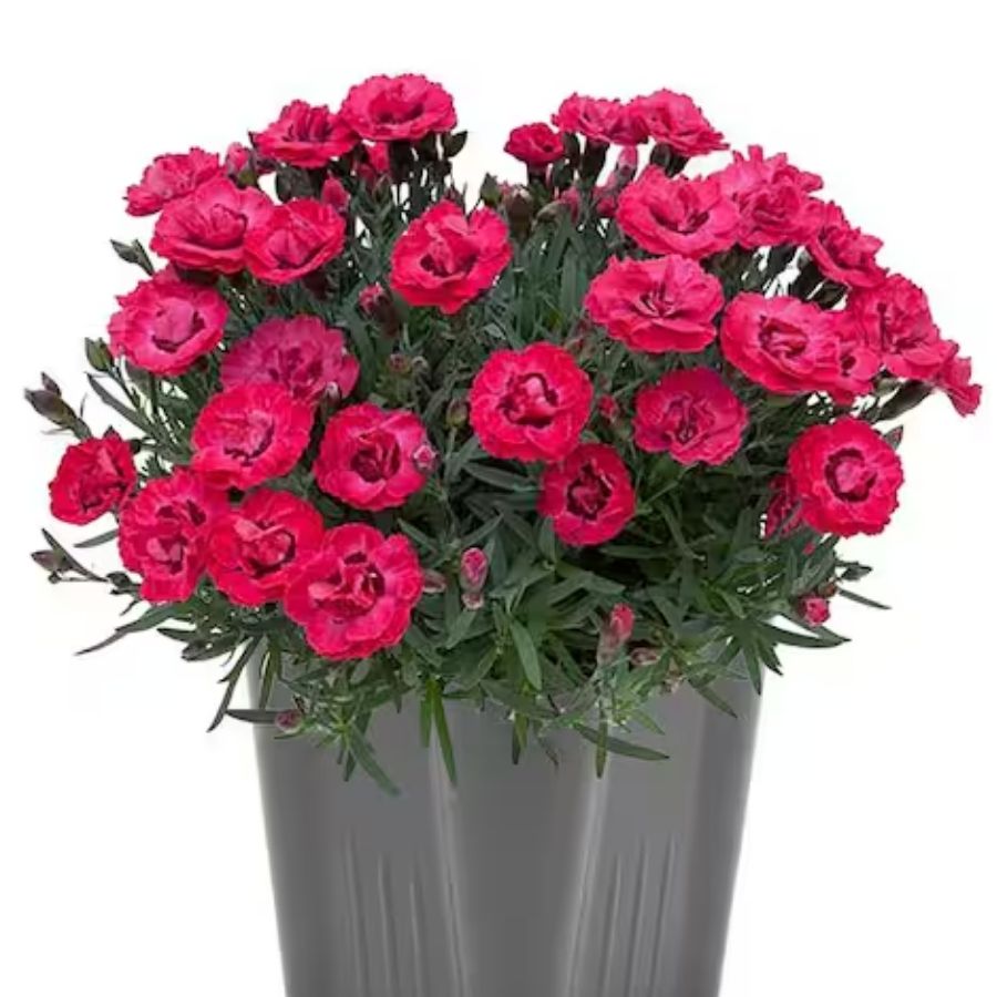 Гвоздика Эрли Лов - Dolina-Sad.Ru