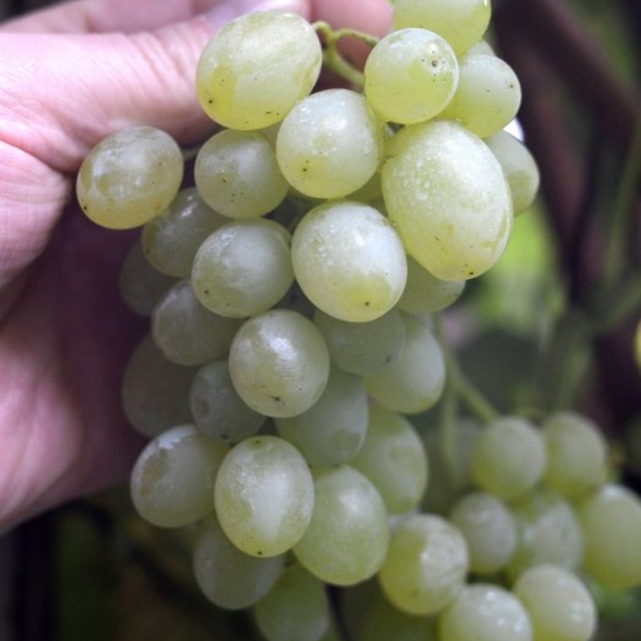 Виноград Регал Виноград Регал - Dolina-Sad.Ru