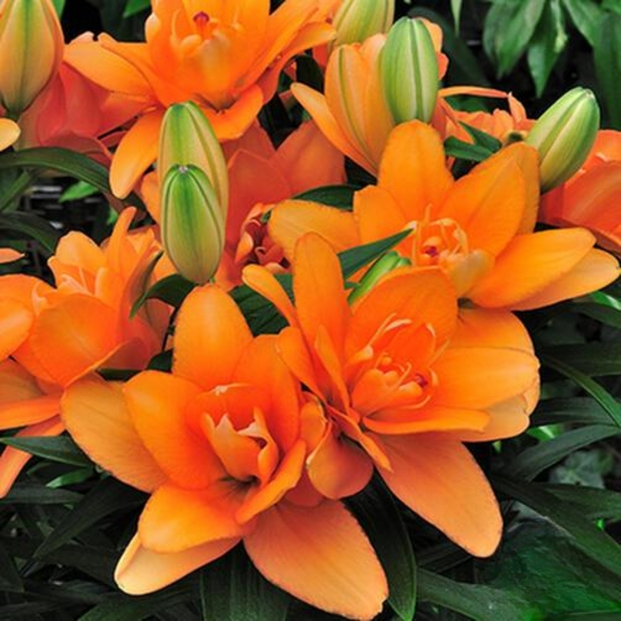 Лилия Дабл Тини Лилия Дабл Тини - Dolina-Sad.Ru