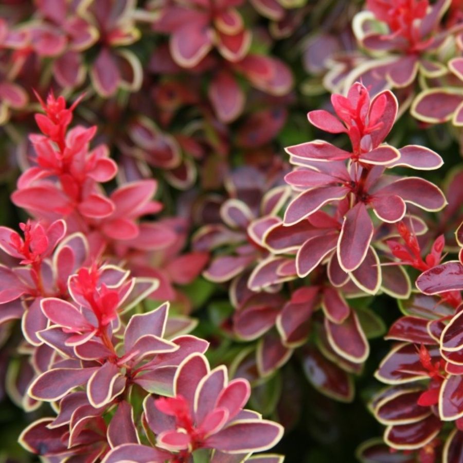 Барбарис Тунберга Чикита, С2 Барбарис Тунберга Чикита, С2 - Dolina-Sad.Ru