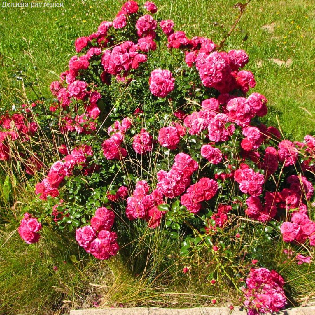 Роза Иониум в горшке - Dolina-Sad.Ru