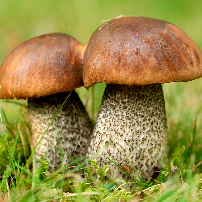 Большой подберезовик гриб. Подберёзовик обыкновенный грибы. Обабок обыкновенный. Обабок гриб. Березовик обыкновенный.