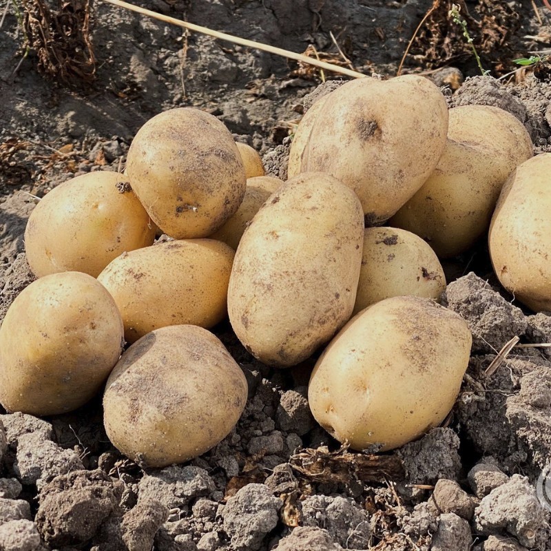 Картофель Примабелль/Очень ранний - Dolina-Sad.Ru