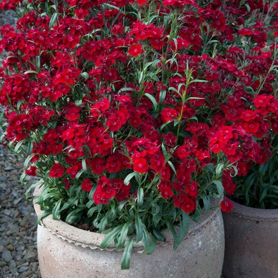 Гвоздика Айк - Dolina-Sad.Ru