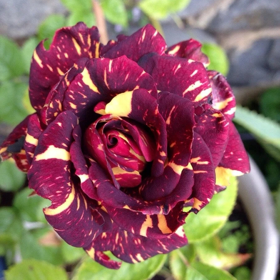 Роза штамбовая Фокус Покус Роза штамбовая Фокус Покус - Dolina-Sad.Ru