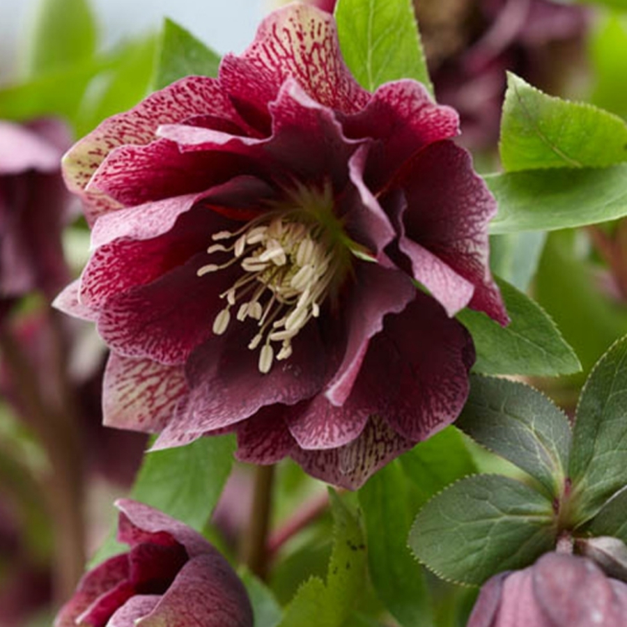 Морозник Дабл Ред Споттед - Dolina-Sad.Ru