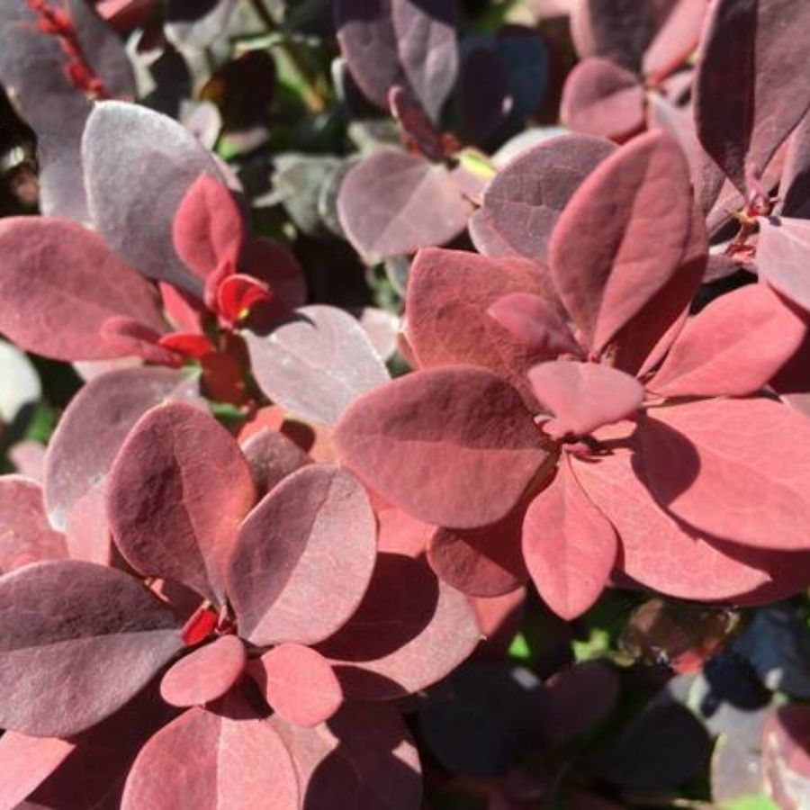 Барбарис Тунберга Ред Дж, С2 Барбарис Тунберга Ред Дж, С2 - Dolina-Sad.Ru