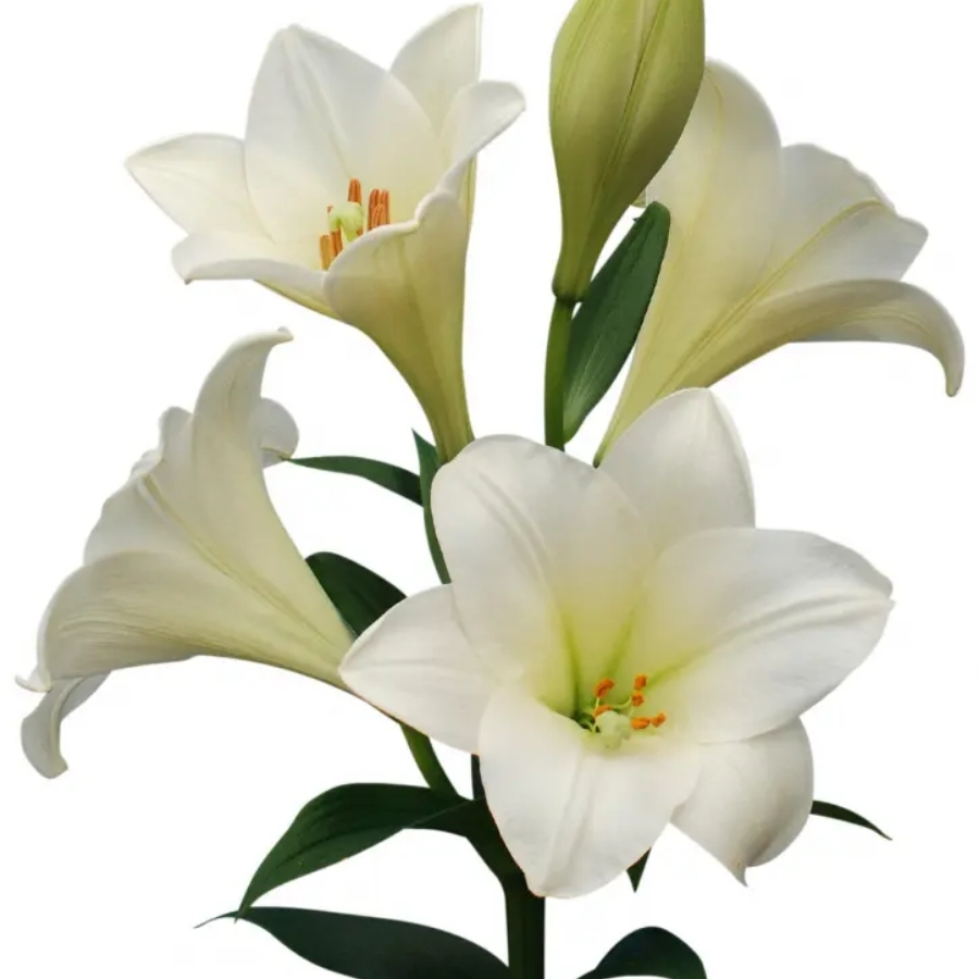 Лилия Вотч Ап Лилия Вотч Ап - Dolina-Sad.Ru