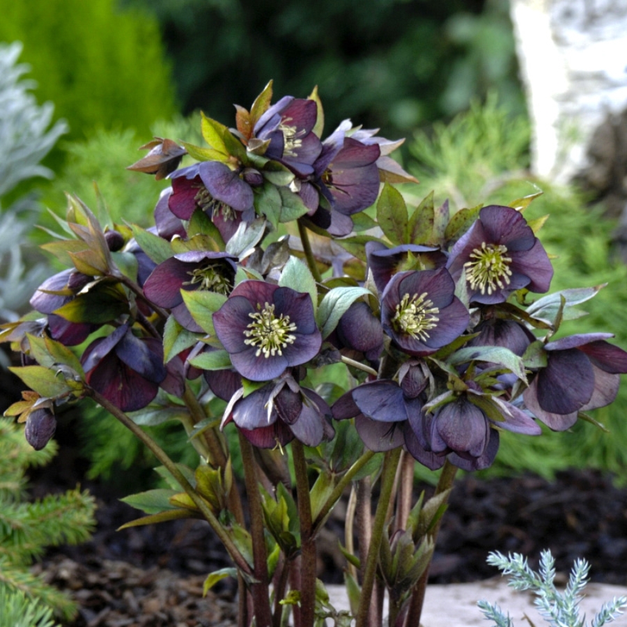 Морозник Дабл Блэк Морозник Дабл Блэк - Dolina-Sad.Ru