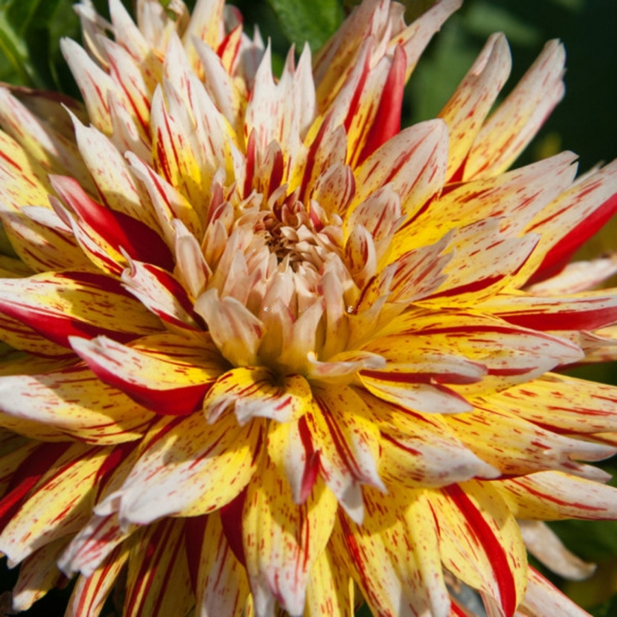 Георгина Вайнсом Георгина Вайнсом - Dolina-Sad.Ru