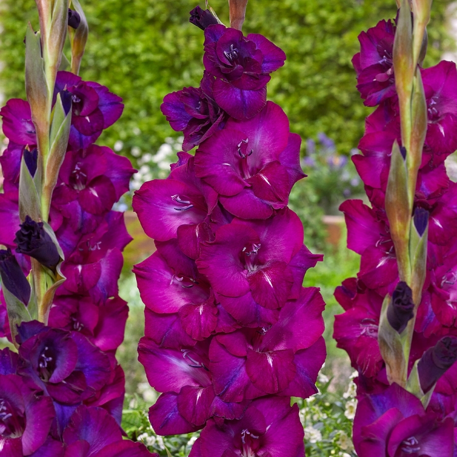 Гладиолус Некст Левел Гладиолус Некст Левел - Dolina-Sad.Ru