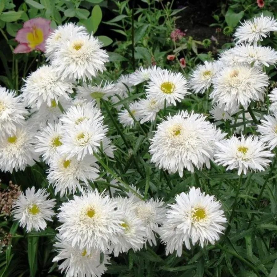 Нивяник крупный Санте - Dolina-Sad.Ru