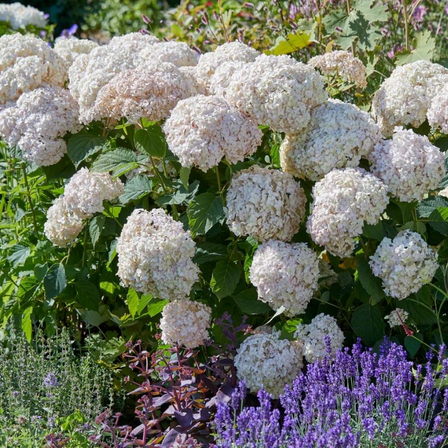 Гортензия древовидная Кэндибэль Маршмеллоу, С2 - Dolina-Sad.Ru