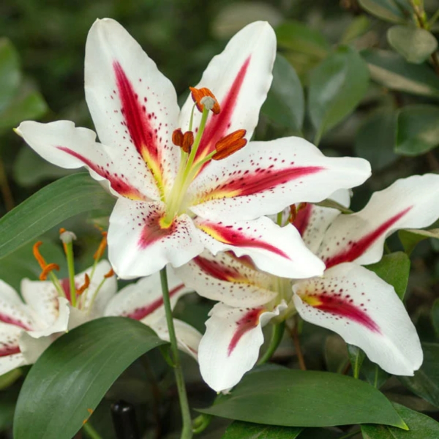 Лилия Биг Смайл Лилия Биг Смайл - Dolina-Sad.Ru