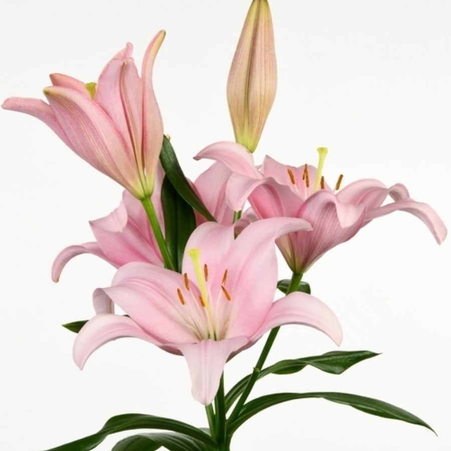 Лилия Лексингтон Лилия Лексингтон - Dolina-Sad.Ru