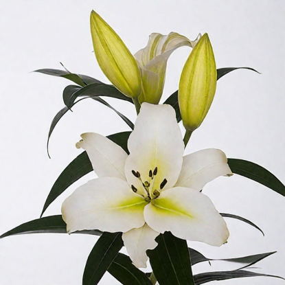 Лилия Монте Бьянко Лилия Монте Бьянко - Dolina-Sad.Ru