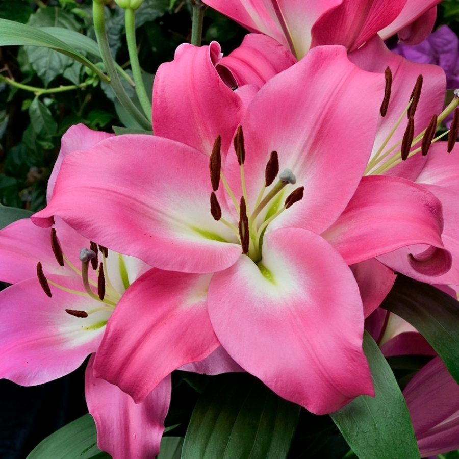 Лилия Брузаго Лилия Брузаго - Dolina-Sad.Ru