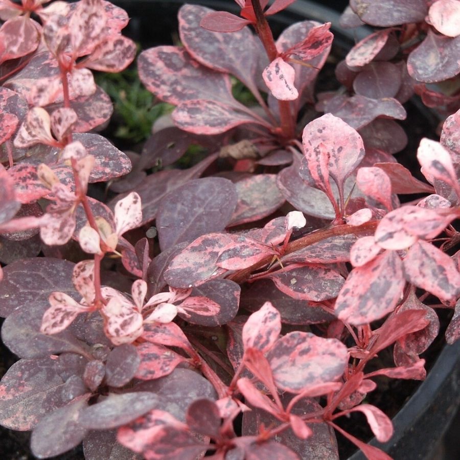 Барбарис тунберга Розетта, С2 Барбарис тунберга Розетта, С2 - Dolina-Sad.Ru