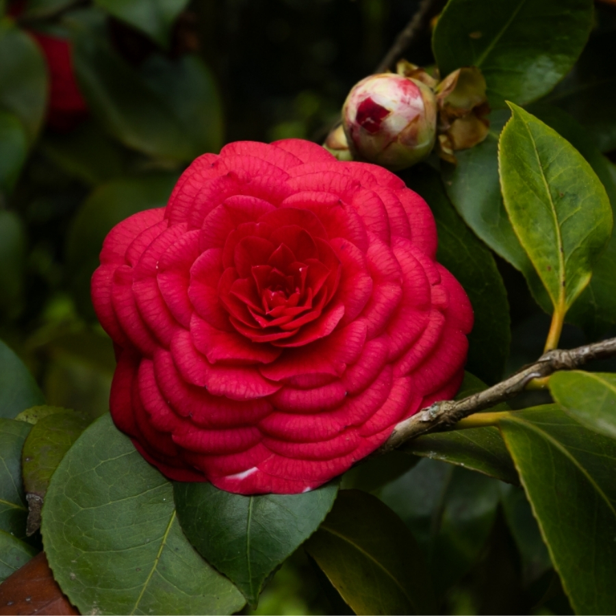 Камелия японская Маргерита Колеони Камелия японская Маргерита Колеони - Dolina-Sad.Ru